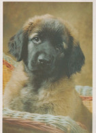 PERRO Animales Vintage Tarjeta Postal CPSM #PAN826.ES - Dogs