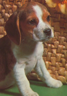 PERRO Animales Vintage Tarjeta Postal CPSM #PAN627.ES - Dogs