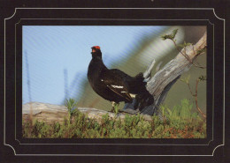 PÁJARO Animales Vintage Tarjeta Postal CPSM #PAN186.ES - Oiseaux