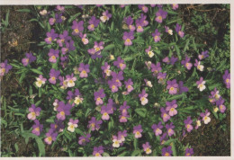 FIORI Vintage Cartolina CPSM #PBZ878.IT - Flowers