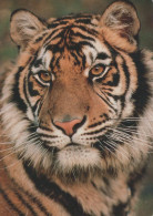 TIGRE Animale Vintage Cartolina CPSM #PBS043.IT - Tigres