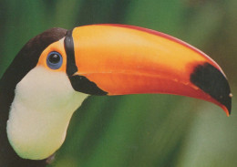 UCCELLO Animale Vintage Cartolina CPSM #PBR695.IT - Birds