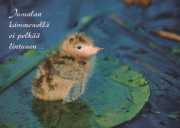 UCCELLO Animale Vintage Cartolina CPSM #PBR442.IT - Birds