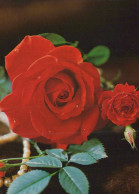 FLOWERS Vintage Ansichtskarte Postkarte CPSM #PAS226.DE - Blumen