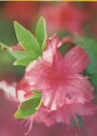 FLOWERS Vintage Ansichtskarte Postkarte CPSM #PAR324.DE - Fleurs
