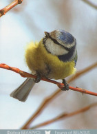 VOGEL Tier Vintage Ansichtskarte Postkarte CPSM #PAN373.DE - Birds