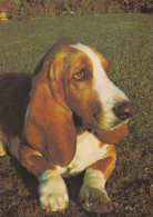 HUND Tier Vintage Ansichtskarte Postkarte CPSM #PAN890.DE - Hunde