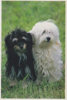 HUND Tier Vintage Ansichtskarte Postkarte CPSM #PAN629.DE - Chiens