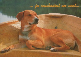 HUND Tier Vintage Ansichtskarte Postkarte CPSM #PAN563.DE - Chiens