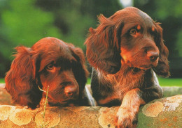 HUND Tier Vintage Ansichtskarte Postkarte CPSM #PAN434.DE - Dogs