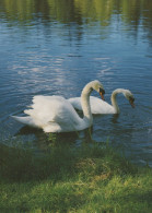 VOGEL Tier Vintage Ansichtskarte Postkarte CPSM #PAN248.DE - Oiseaux