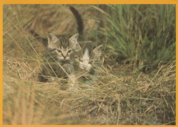 KATZE MIEZEKATZE Tier Vintage Ansichtskarte Postkarte CPSM #PAM372.DE - Katzen
