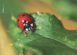 INSECTOS Animales Vintage Tarjeta Postal CPSM #PBS479.ES - Insectos