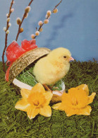 PASCUA POLLO HUEVO Vintage Tarjeta Postal CPSM #PBP118.ES - Easter