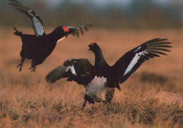 VOGEL Tier Vintage Ansichtskarte Postkarte CPSM #PBR563.DE - Oiseaux