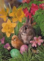 OSTERN KANINCHEN EI Vintage Ansichtskarte Postkarte CPSM #PBO491.DE - Easter