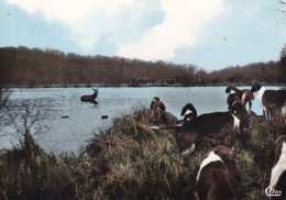 SILLE LE GUILLAUME(VENERIE) CHASSE A COURRE - Sille Le Guillaume