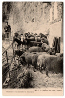 Courmes. Moutons à La Cascade - Autres & Non Classés