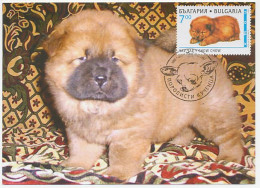 Maximum Card Bulgaria 1997 Dog - Other & Unclassified