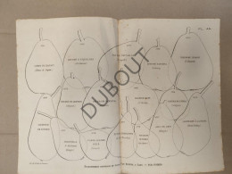 Gent Lithografie Fruit/Peer/Poire/Pear: Etablissement Horticole De Louis Van Houtte: Nos Poires  (V3134) - Historische Documenten