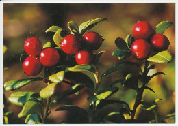 Postal Stationery Sweden Cranberry - Frutta