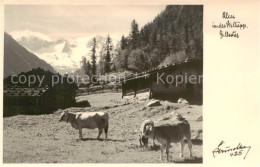 73797243 Stilluptal Mayrhofen Zillertal AT Panorama Rinder  - Andere & Zonder Classificatie