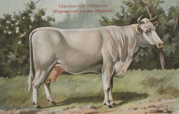 Cow Charolais Kuh France. Publisher: Russian E.V. BAGGOVUT Kegel. - Mucche
