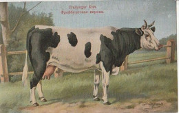 Cow. Freiburger Kuh . Publisher: Russian E.V. BAGGOVUT Kegel. - Mucche