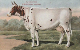 Cow.Ayreshire Kuh . Publisher: Russian E.V. BAGGOVUT Kegel. - Vaches