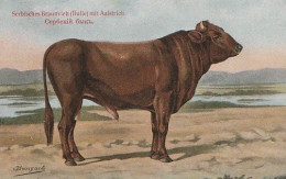 Cow. Serbisches Braunvieh Kuh . Publisher: Russian E.V. BAGGOVUT Kegel. - Kühe