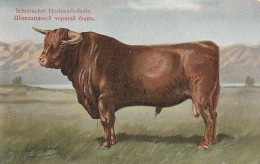 Cow. Schottischer Hochlands Bulle Kuh . Publisher: Russian E.V. BAGGOVUT Kegel. - Vaches