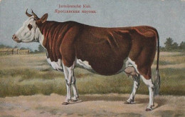 Cow. Jroslawsche Kuh . Publisher: Russian E.V. BAGGOVUT Kegel. - Kühe