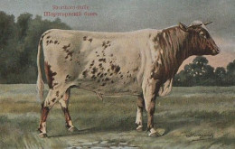 Cow. Shorthorn Bulle . Publisher: Russian E.V. BAGGOVUT Kegel. - Cows