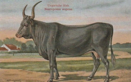 Cow. Ungarische Kuh . Publisher: Russian E.V. BAGGOVUT Kegel. - Cows