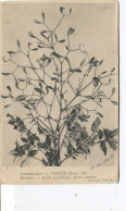 CPA - Loranthaceae - Viscum - Gui - - Plantes Médicinales