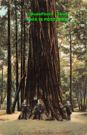 R422968 California. Big Tree Near Santa Cruz. M. Rieder. No. 9147 - World