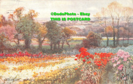 R353776 Guernsey. A Field Of Chrysanthemums. Tuck. Oilette. Series I. Postcard 7 - Monde