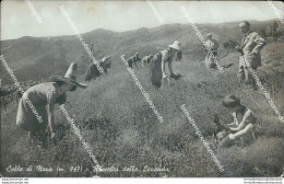 Br481 Cartolina Colle Di Nava Raccolta Della Lavanda 1939  Imperia Liguria - Imperia