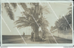 Br490 Foto Bordighera? Inizio 900 Palme - Imperia