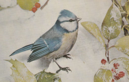Postcard - Blue Tit Also Known As The Tom Tit - Card No.6185674  - Very Good - Non Classificati