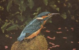 Postcard - Kingfisher - Nests In Sandy Banks - Card No.6186178 - Very Good - Ohne Zuordnung