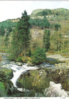 FIR TREE ISLAND, BETWS-Y-COED, CLWYD, NORTH WALES. UNUSED POSTCARD My8 - Denbighshire