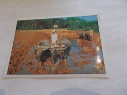 NHA TRANG KHANH HOA  ( VIET NAM )  CONG VIEC DONG ANG THE PLOUGH TAIL ATTELAGES BOEUFS DANS LES CHAMPS ANIMEES - Vietnam