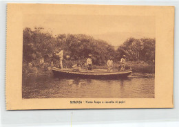 SIRACUSA - Fiume Anapo E Raccolta Di Papiri - Siracusa