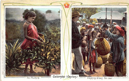 SRI LANKA - Tea Plucking - Weighing Green Tea Leaf - Publ. The Colombo Apothecaries 3388 - Sri Lanka (Ceylon)