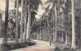 SRI LANKA - Cabbage Palms, Peradeniya Gardens - Publ. Plâté & Co. 204 - Sri Lanka (Ceylon)