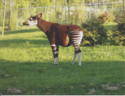 (ANIMALI) OKAPI, FROM DEMOCRATIC REPUBLIC OF CONGO - New Postcard, Printed In Australia - Zebra's