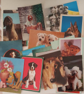 OLTRE 50 Cartoline Cani V417 - Hunde