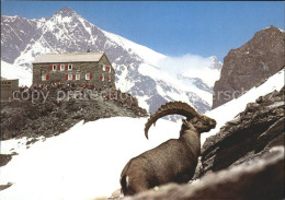 11971389 Britanniahuette Steinbock Lenzspitze Saas Fee - Other & Unclassified