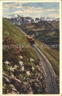 11935719 Brienz-Rothornbahn Hochalpen Edelweiss Brienz-Rothornbahn - Other & Unclassified